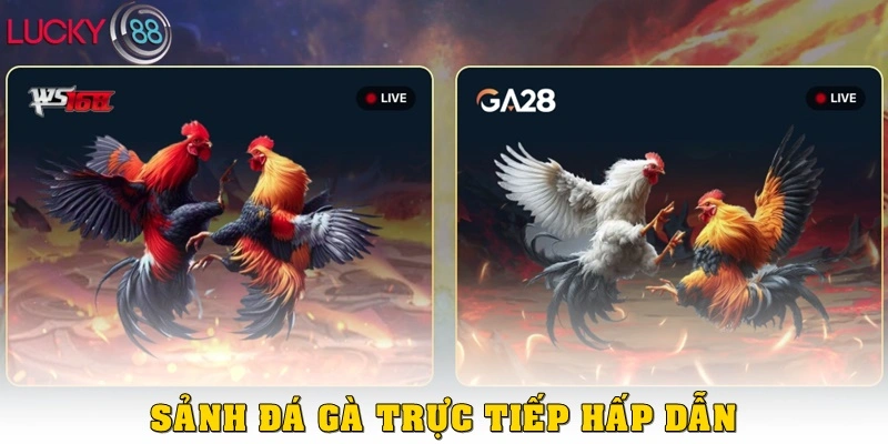 Đá gà trực tuyến hấp dẫn