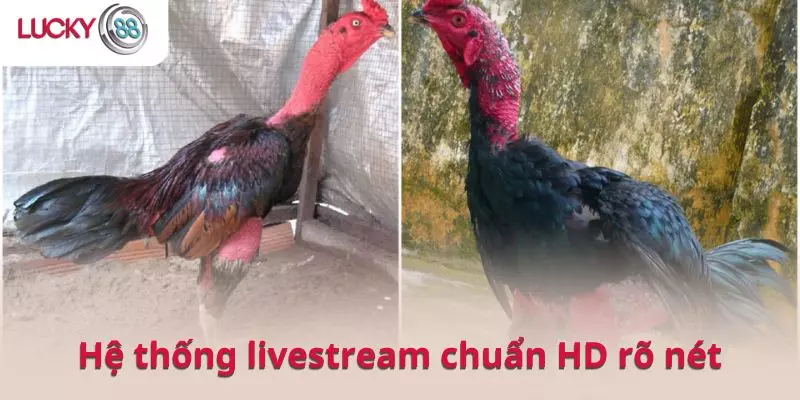 Hệ thống livestream chuẩn HD rõ nét