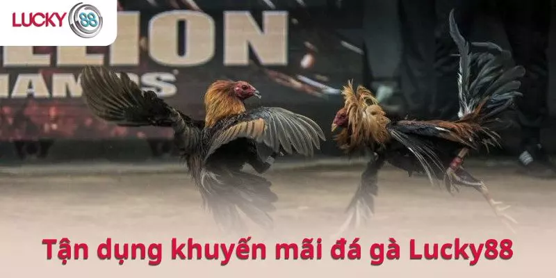 Tận dụng khuyến mãi đá gà Lucky88 tăng lợi thế khi chơi
